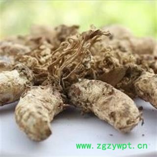 金蝉花统货正品保证质量7天无理由退货退款 中药材批发 丽丽药业图2