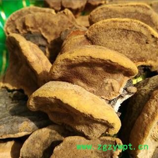 桑黄 木灵芝 梅树菌树蛇 桑黄菇 桑黄菰 槐耳 桑耳 正品保证质量7天无理由退货退款 华安堂图2