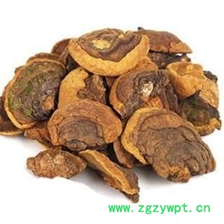 桑黄 木灵芝 梅树菌树蛇 桑黄菇 桑黄菰 槐耳 桑耳 正品保证质量7天无理由退货退款 华安堂图4