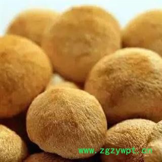 猴头菌 猴头菇正品保证质量7天无理由退货退款 中药材批发 丽丽药业图3