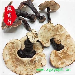 灵芝 西藏白心灵芝 正品统货 一手货源批发 产地西藏 甄选药材行 为你真选好药材图4