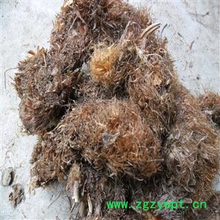 毛贯众 好统货 产地 四川省成都市双流县 库存 100千克可售图2