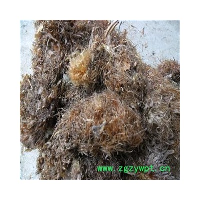 毛贯众 好统货 产地 四川省成都市双流县 库存 100千克可售