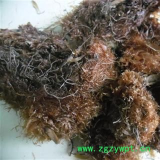 毛贯众 好统货 产地 四川省成都市双流县 库存 100千克可售图4