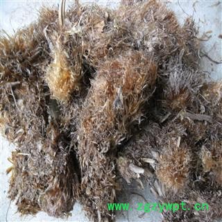 毛贯众 好统货 产地 四川省成都市双流县 库存 100千克可售图3