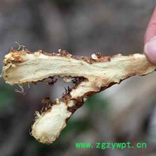 【可打粉】秦岭野生毛知母手工铡片日晒无硫1000g图4