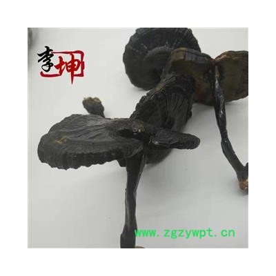 【包邮】灵芝 紫灵芝个子【良心经营 品种齐全】