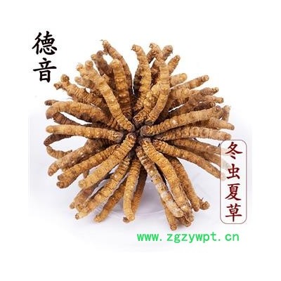 【满包邮】冬虫夏草3.5条/克 产地那曲 中药材批发 规格齐全