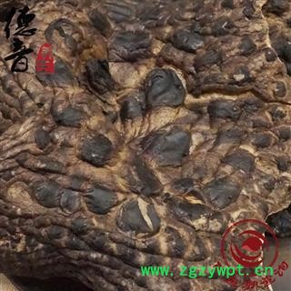 【满包邮】大虎掌菌 选 产地 甘孜 买好货 选德音 正品溯源 规范标准 三证齐全 全品类药材一站购齐图4