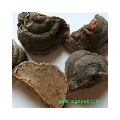 新辉药业木蹄灵芝 木蹄层孔菌