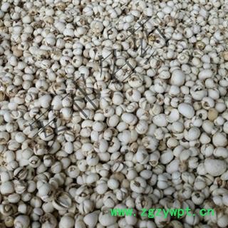 安祁名药优质川贝母 炉贝 优质松贝 产地 四川省图2