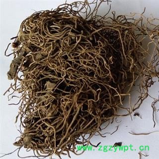 安祁名药红毛七 红毛细辛 金丝七 葳严仙 海椒七 鸡骨升麻图2