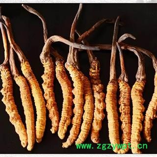 冬虫夏草5条一克正品保证质量 中药材批发 丽丽药业图3