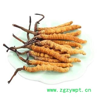 冬虫夏草5条一克正品保证质量 中药材批发 丽丽药业图4