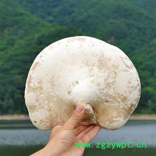 苦白蹄 阿里红 玉芝 落叶松茸 层孔菌 白灵芝 正品保证质量7天无理由退货退款 华安堂图4