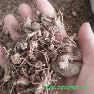 安祁名药正品珠儿参 扣子七 钮扣子图3