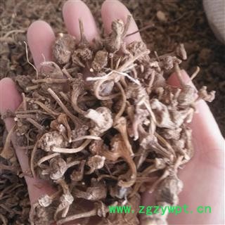 安祁名药正品珠儿参 扣子七 钮扣子图2