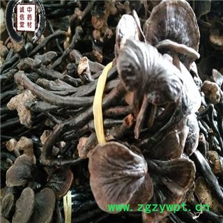 灵芝 选 竹灵芝 德誉堂药业批发各种中药材图3