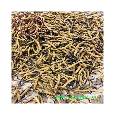 冬虫夏草 藏虫草精选3000条 产地 西藏自治区【诚信经营 品种齐全】