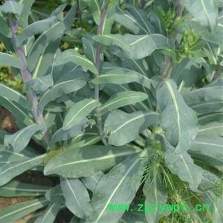 秦岭板蓝根叶 山民自采 手工切段 日晒无硫1000g图2