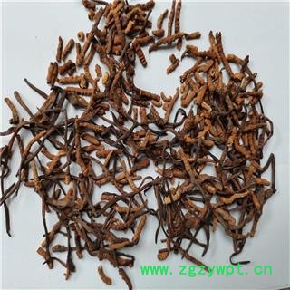 冬虫夏草 小断草统图3