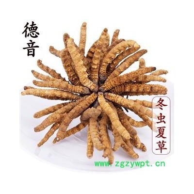 【满包邮】冬虫夏草3条/克 产地西藏那曲 中药材批发 规格齐全