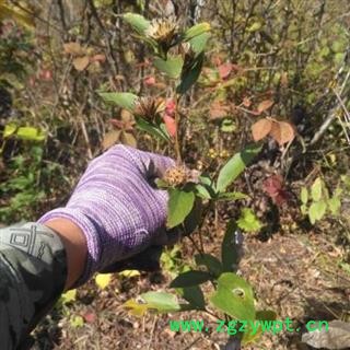 南苍术 秦岭苍术根 苍术个子 茅苍术北苍术南苍术 无硫新货 茅苍术 500g 另有猪苓根茎图2
