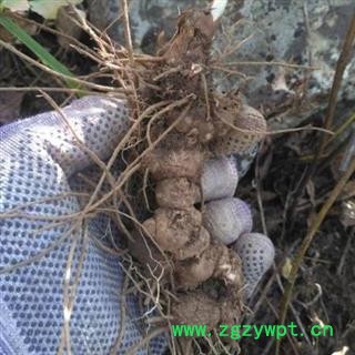 南苍术 秦岭苍术根 苍术个子 茅苍术北苍术南苍术 无硫新货 茅苍术 500g 另有猪苓根茎图3