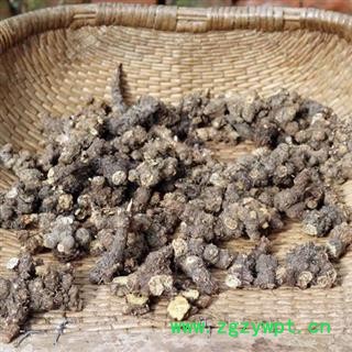 南苍术 秦岭苍术根 苍术个子 茅苍术北苍术南苍术 无硫新货 茅苍术 500g 另有猪苓根茎图4