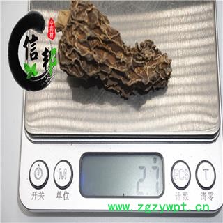 野生羊肚菌正宗西藏野生羊肚菌大个去梗专营贵细类冷被偏门产地直销合作共赢专注品质，诚信信邦！图3