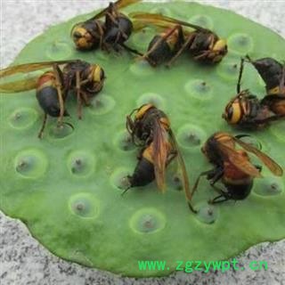 原生态金环虎头蜂 大马蜂 胡蜂 地蜂 秦岭特产图3