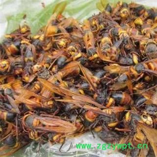 原生态金环虎头蜂 大马蜂 胡蜂 地蜂 秦岭特产图2
