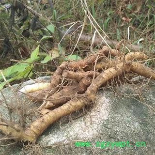 秦岭优质玉竹 玉竹个子 乡亲自刨 手工挑选500g图4