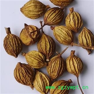 川砂仁 统 产地 四川省泸州市纳溪区图2