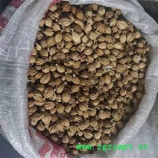 川砂仁 统 产地 四川省泸州市纳溪区图4