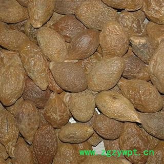 胖大海 中上等 产地 广西壮族自治区防城港市东兴市图2