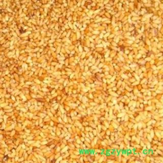 灵吉药业  柏子仁   批发各类规格中药材 花茶 矿石 冷背珍稀野生药材图2