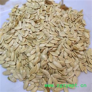 康源堂批发供应 黄瓜子 黄瓜籽 干净无杂质 量大价优图4