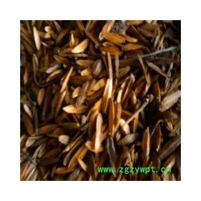 统喜树果 产地广西壮族自治区百色市市辖区  库存50公斤 可售