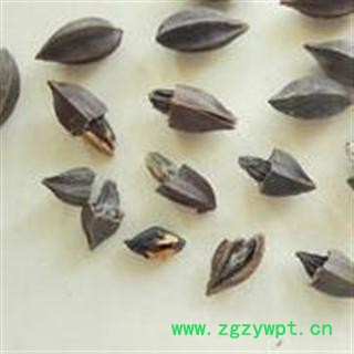 药食同源  可生食  新货使君子 别称 留求子、史君子、五梭子、索子果、冬均子、病柑子图3