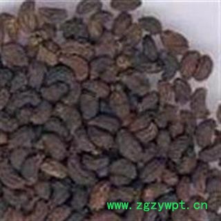 正宗优质女贞子 纯净 成熟率高 正品保障 假一罚十图2