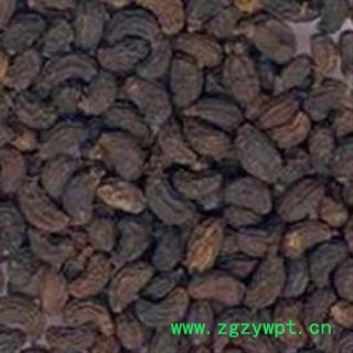 正宗优质女贞子 纯净 成熟率高 正品保障 假一罚十图3