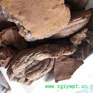 桑黄 桑黄中个 产地 黑龙江省图2