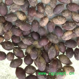 灵吉药业 蒲葵子 蒲葵籽  别名：葵树子  地产药材产地直销图2