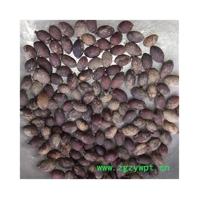 灵吉药业 蒲葵子 蒲葵籽  别名：葵树子  地产药材产地直销