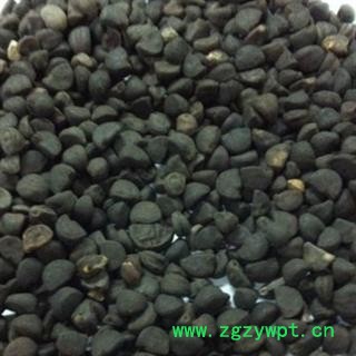 灵吉药业 黑丑 牵牛子 地道药材 货真价实 批发各种规格中药材 花茶 矿石 野生冷背中药材图2