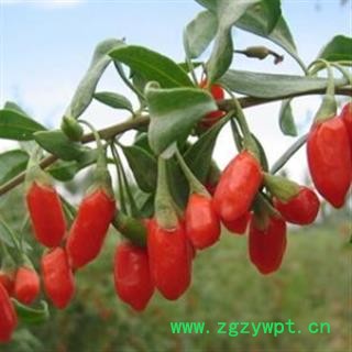 灵吉药业  枸杞  280粒 批发各类规格中药材 花茶 矿石图2