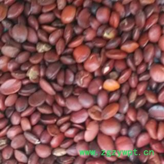 灵吉药业  酸枣仁   枣仁 道地药材  货真价实图2