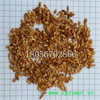 柏子仁 柏子仁选货无壳无杂质 产地 山东省济宁市图2