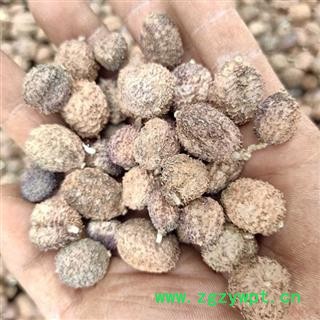 （包邮）特级阳春砂仁